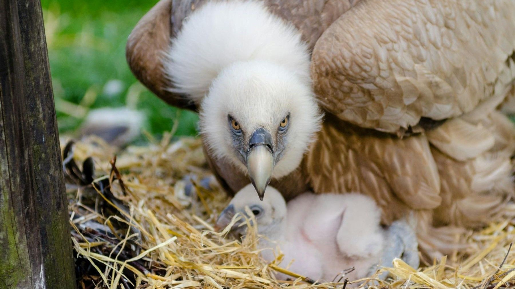 Voluntarios protegen rapaces amenazadas en el Parc Natural de Llevant durante la cría