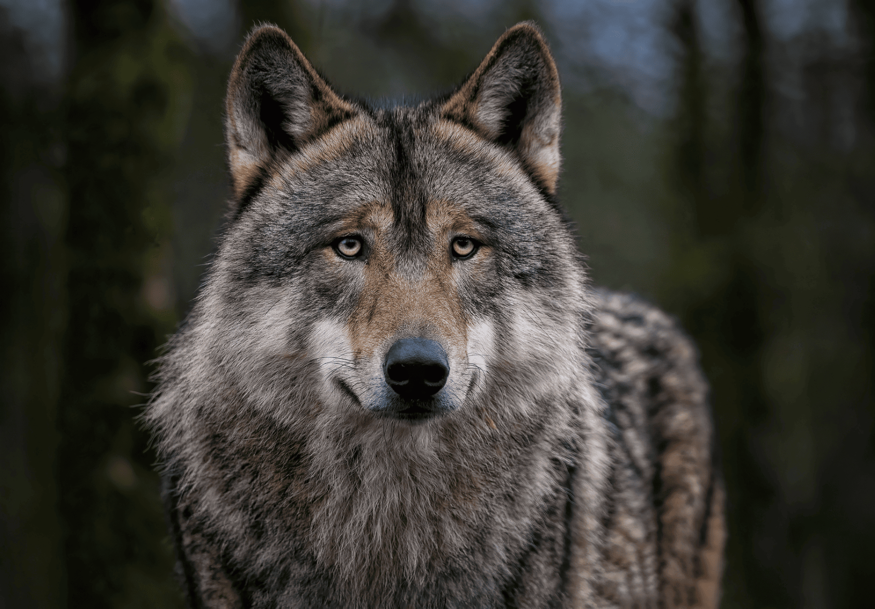 WWF advierte justicia dará razón al lobo con un alto coste para la especie en fauna ibérica