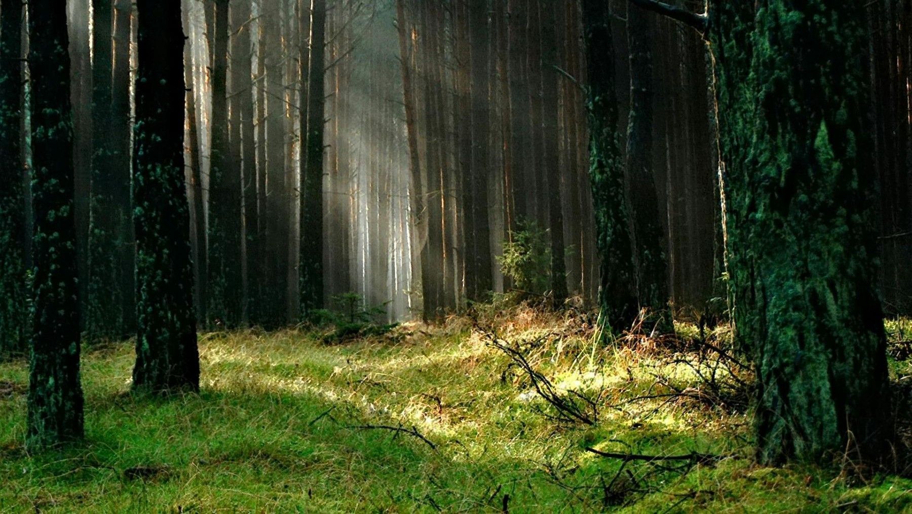 reforestación en Europa impacto en biodiversidad y gestión forestal