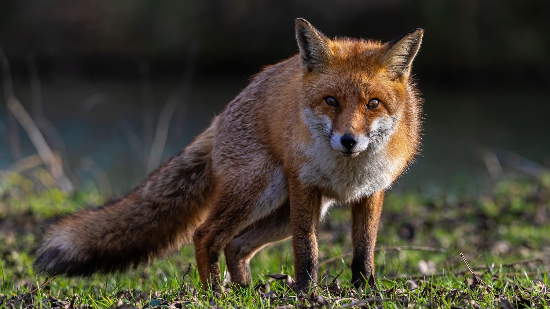Alimentación disuasoria no cambia comportamiento de zorros ni garduñas en estudio científico