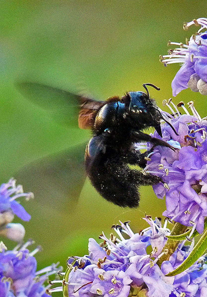 Abeja carpintera púrpura sobre flor violeta con alas brillantes en Europa.