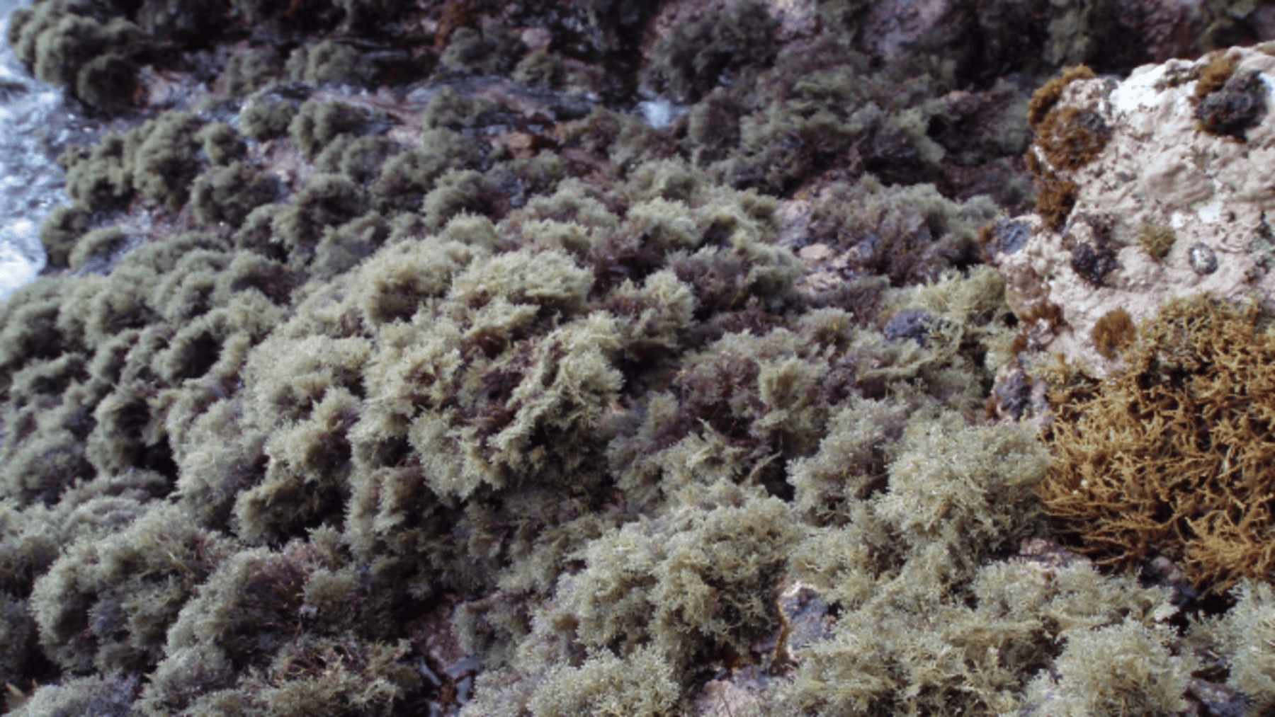 Proyecto estudia el alga Gelidium canariense en peligro