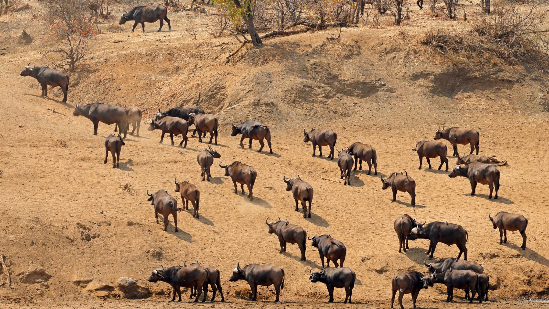 Manada de búfalos invasores en el Amazonas degradando el suelo en la Reserva del Guaporé.