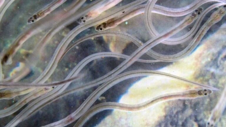 Angulas crías de anguila europea especie en peligro critico de extincion