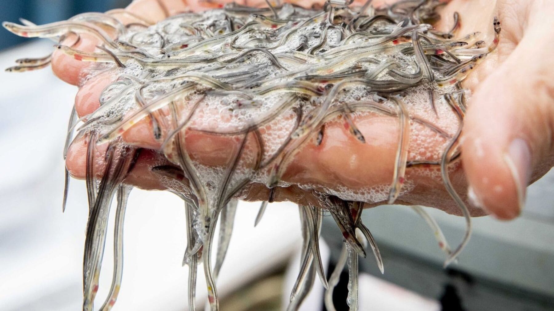 Desarticulada red de tráfico ilegal de angulas en España y Francia