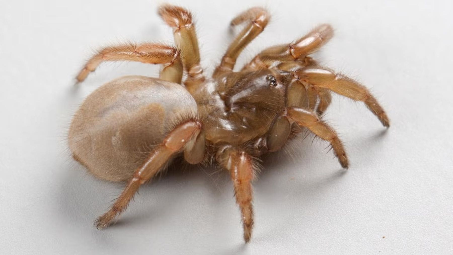 Araña Aptostichus ramirezae recién descubierta en California bajo la arena de dunas costeras.