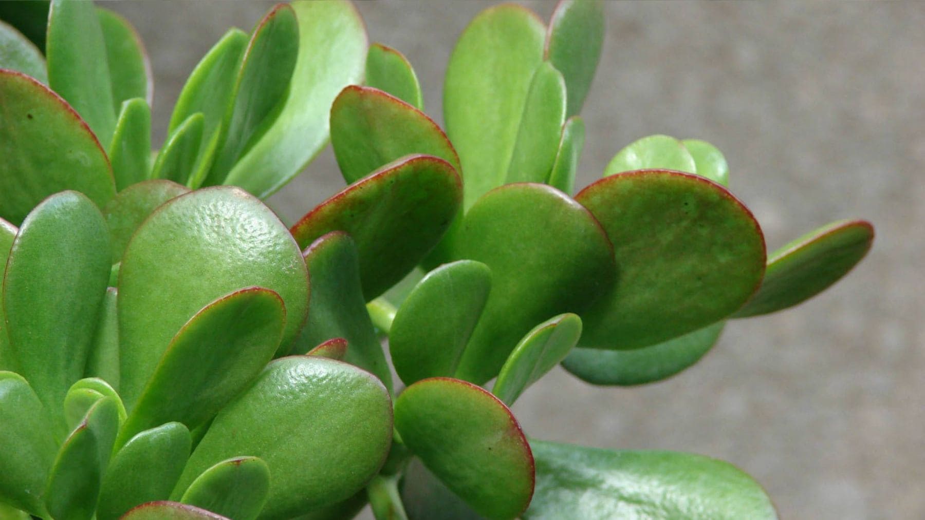 Árbol de jade con hojas verdes carnosas (Crassula ovata), una suculenta que puede presentar manchas marrones por exceso de riego o sol.