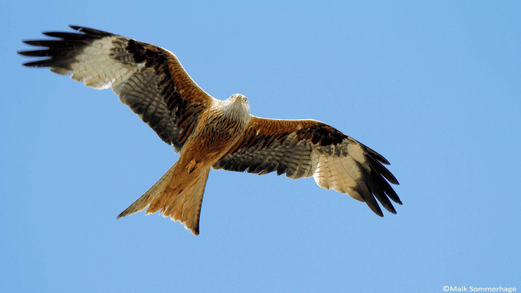 Aumentan rescates de fauna en Navarra y crecen ingresos con animales recuperados