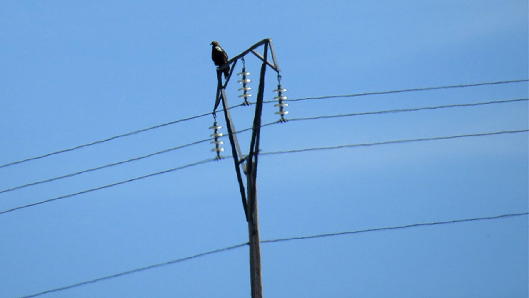 mortalidad de aves por tendidos eléctricos y aerogeneradores