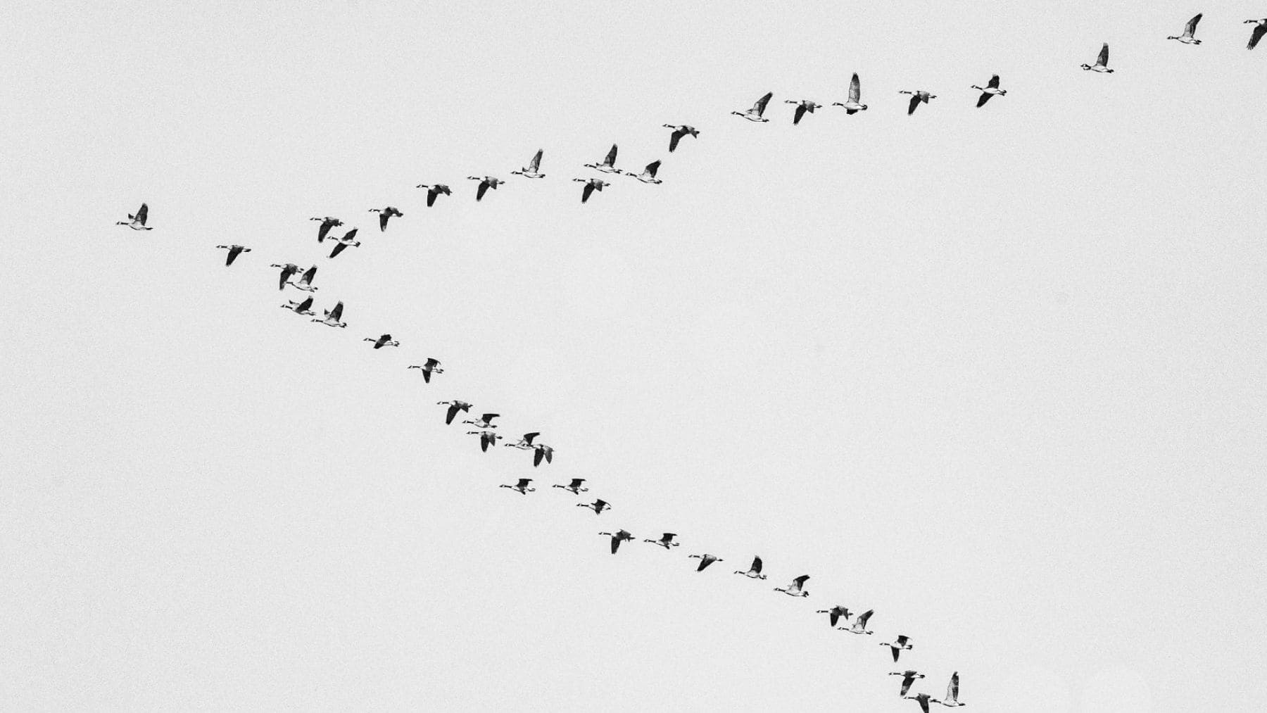 Bandada de aves volando sobre un campo agrícola, símbolo del descenso de aves asociado al uso de pesticidas.