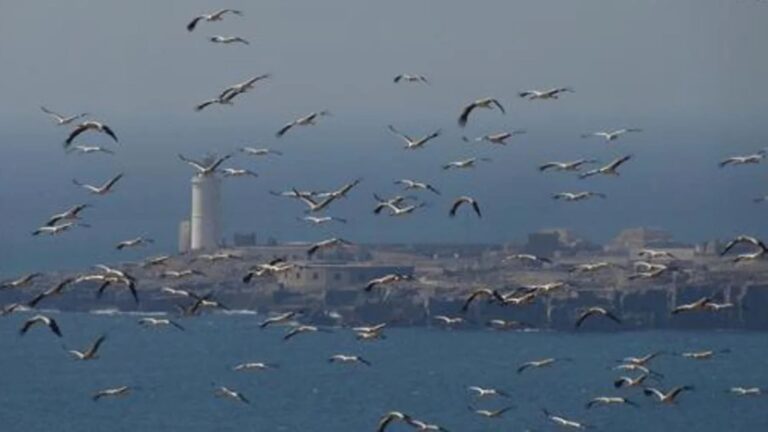 COP15 impulsa corredores marinos y España clave para aves