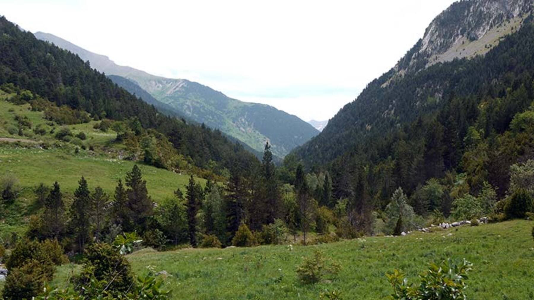 La salud de los abetales en los Pirineos se deteriora con árboles secos