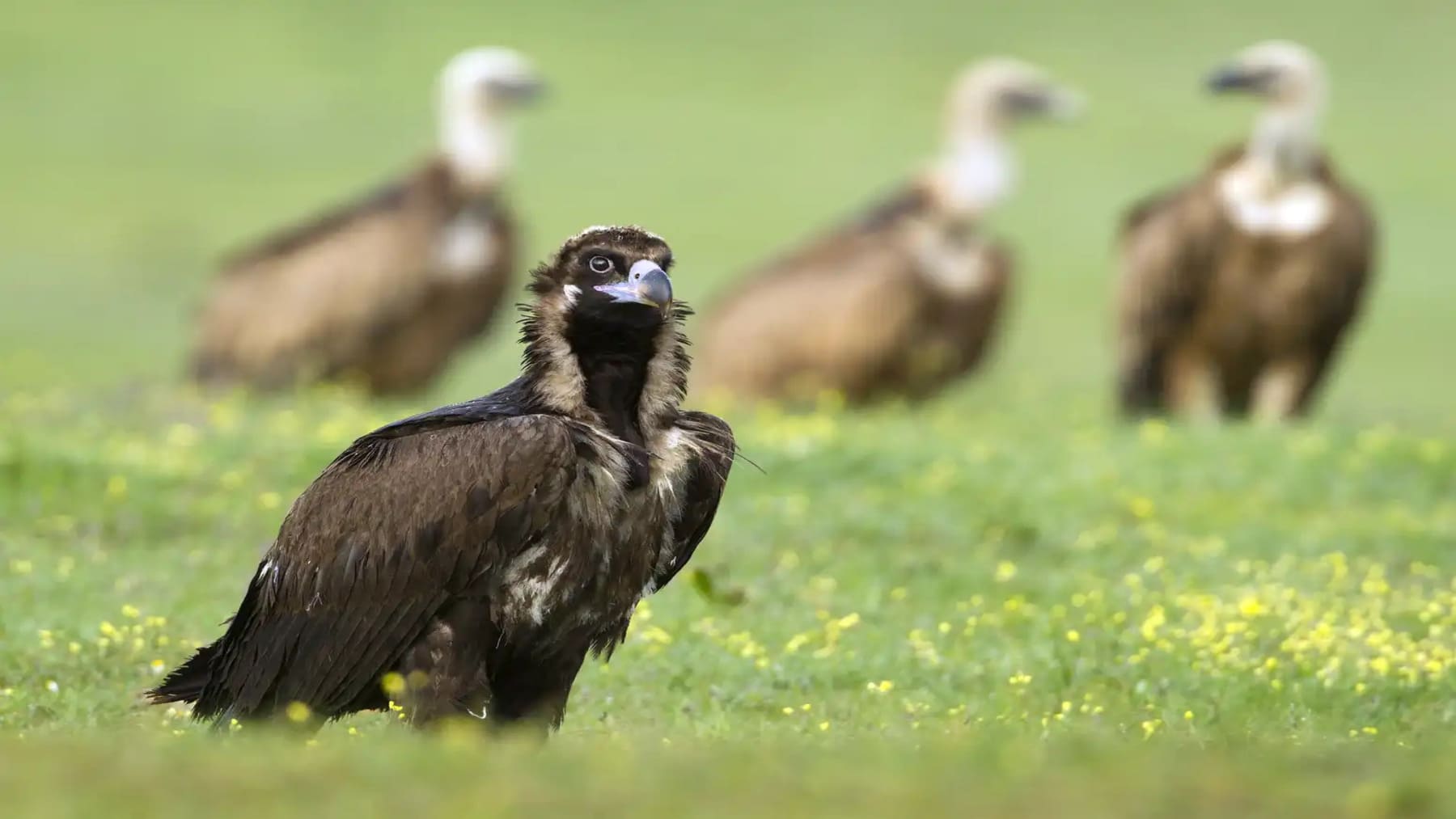 La colonia de buitres negros en los Pirineos alcanza 66 ejemplares