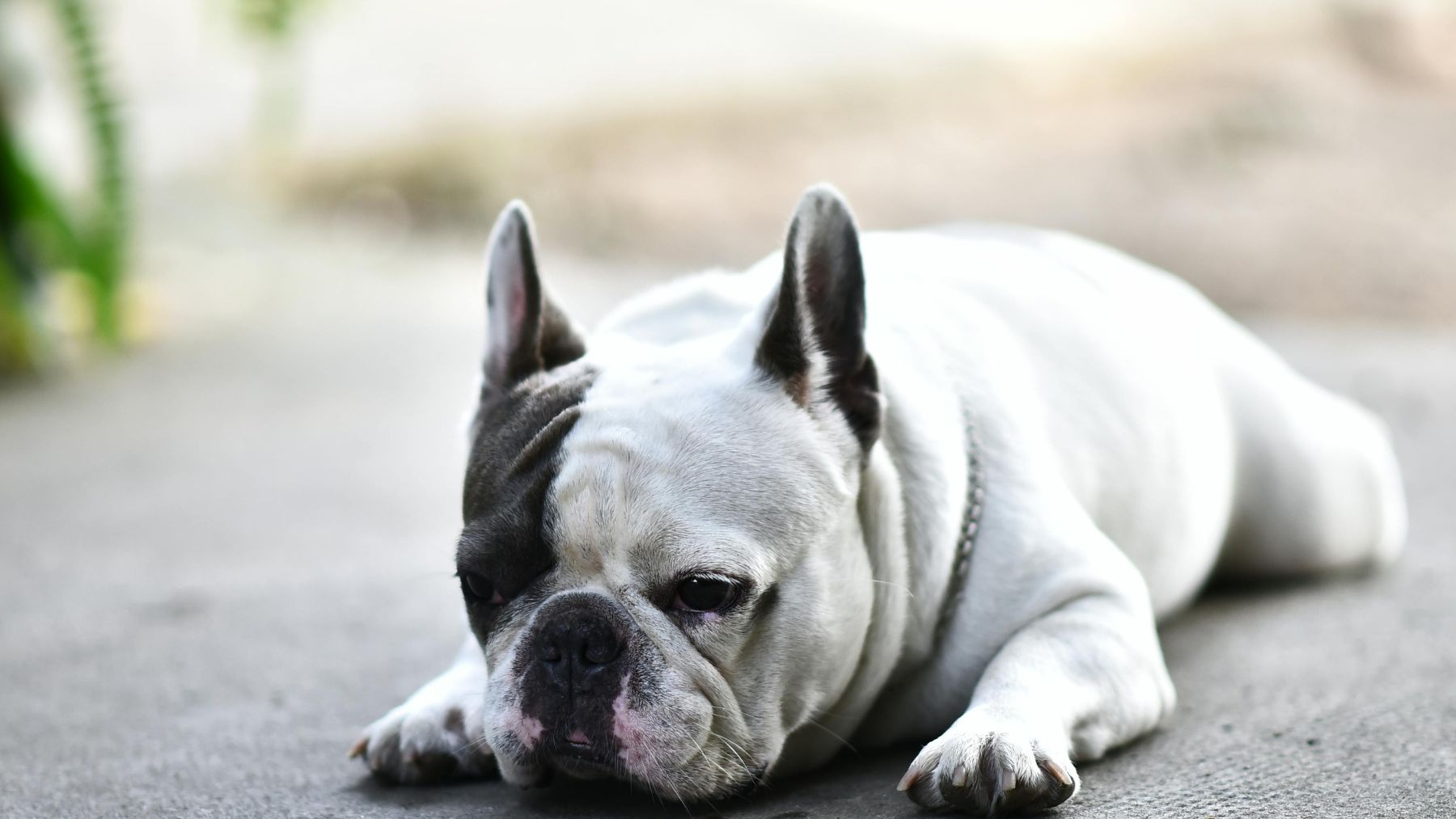 Bulldog francés tumbado con expresión cansada, una de las razas con menor esperanza de vida.