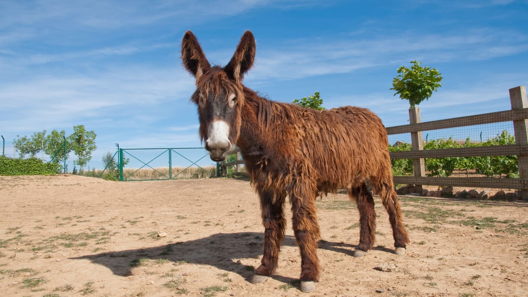 Burro zamorano leonés se reinventa para evitar su desaparición en feria de San Vitero