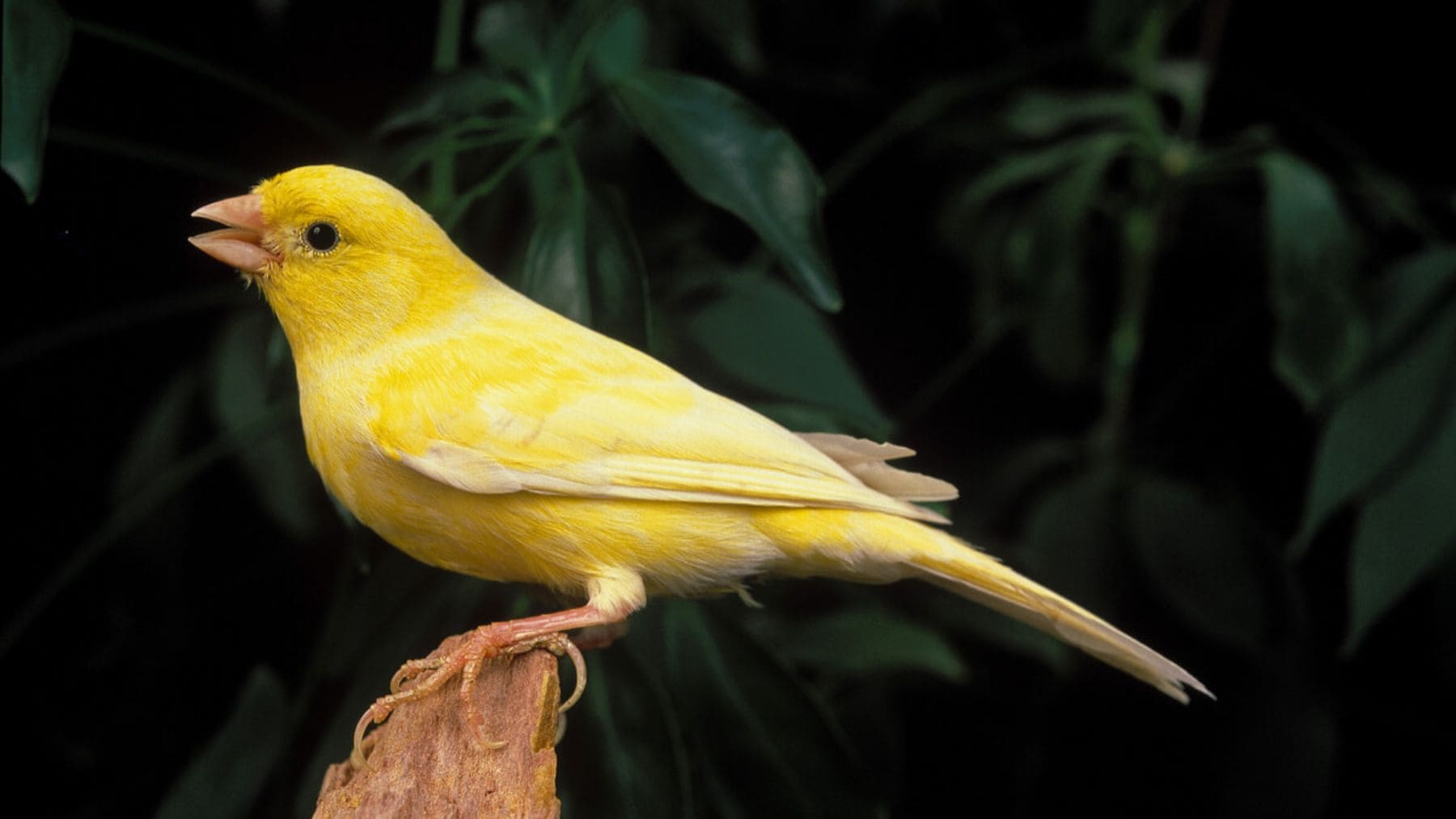 Canario cantando utilizado en estudios científicos para analizar el canto de las aves y su relación con el aprendizaje del lenguaje.