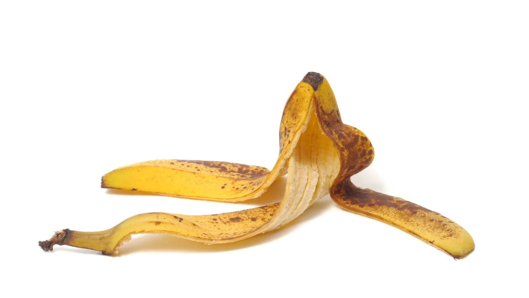 Cáscara de plátano madura abierta utilizada como abono natural rico en potasio para plantas.