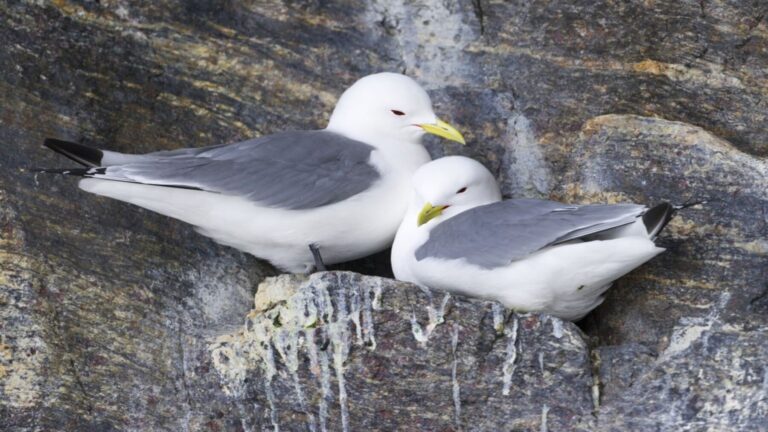SEO/BirdLife inicia censos nacionales para aves en declive como el sisón común