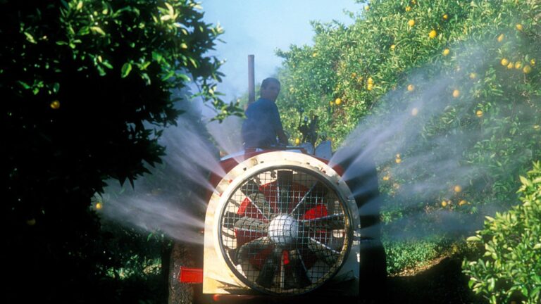 Tractor fumigando naranjos con pesticidas en un campo de cítricos,