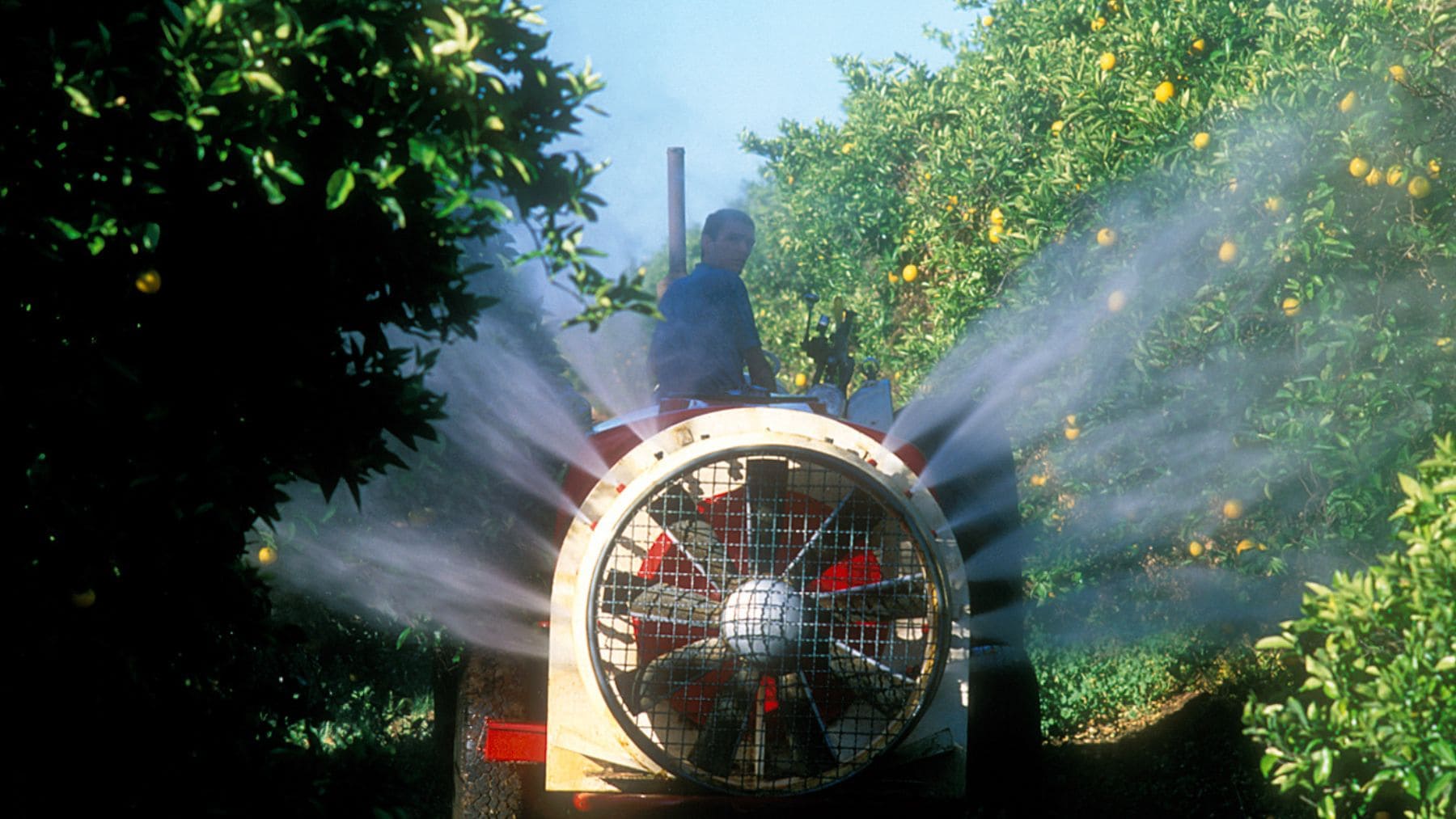 Tractor fumigando naranjos con pesticidas en un campo de cítricos,
