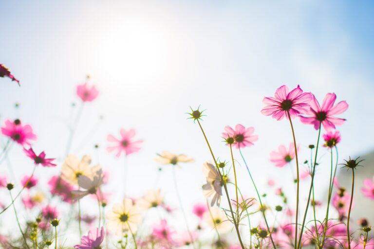 Cómo detectan las plantas la primavera y por qué está cambiando en flores