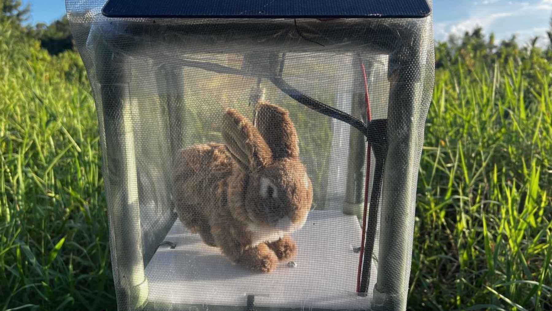 Conejo robot dentro de una estructura de malla usado para detectar pitones birmanas invasoras en los Everglades