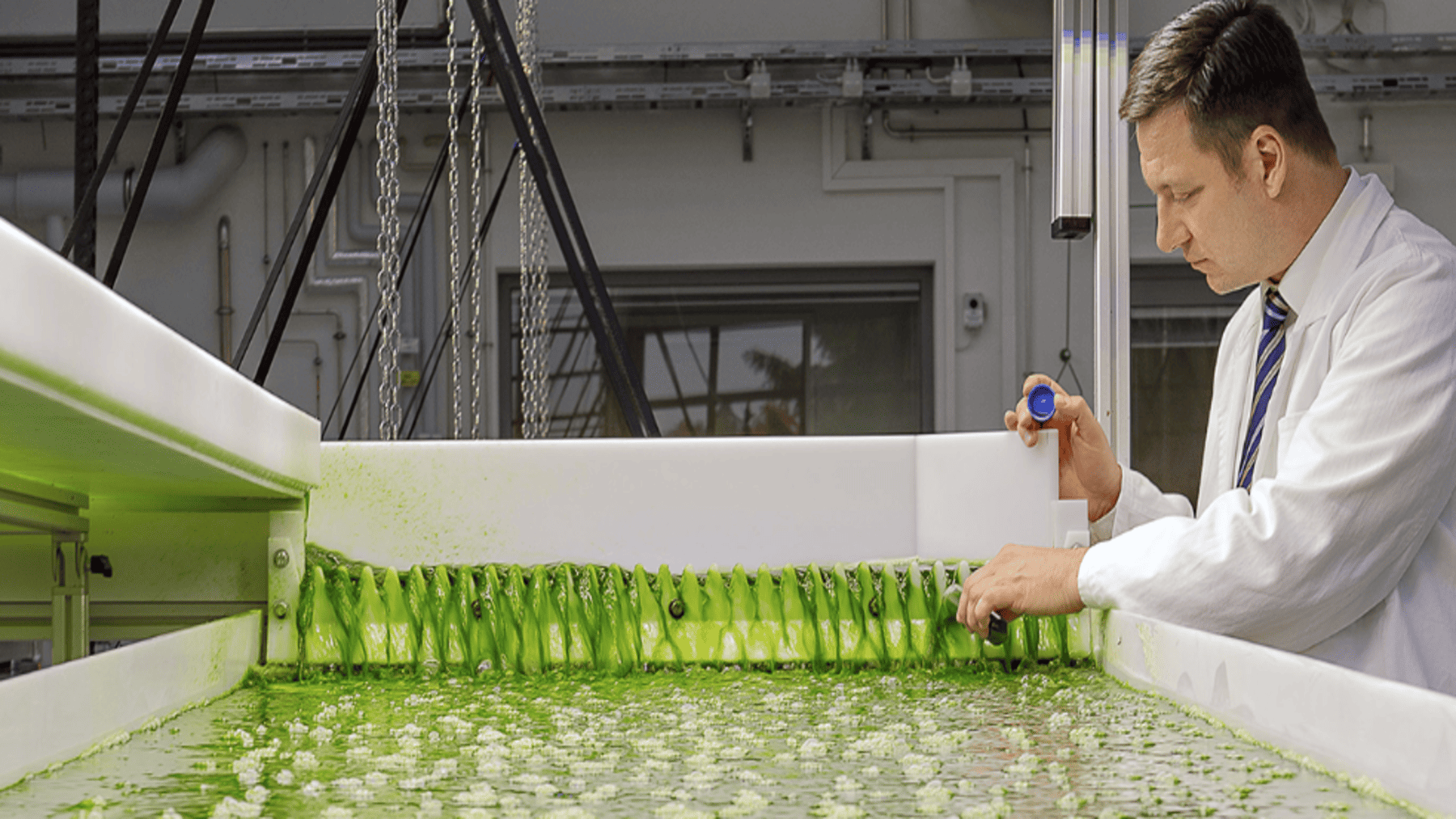 valorización de residuos de fruta con microalgas