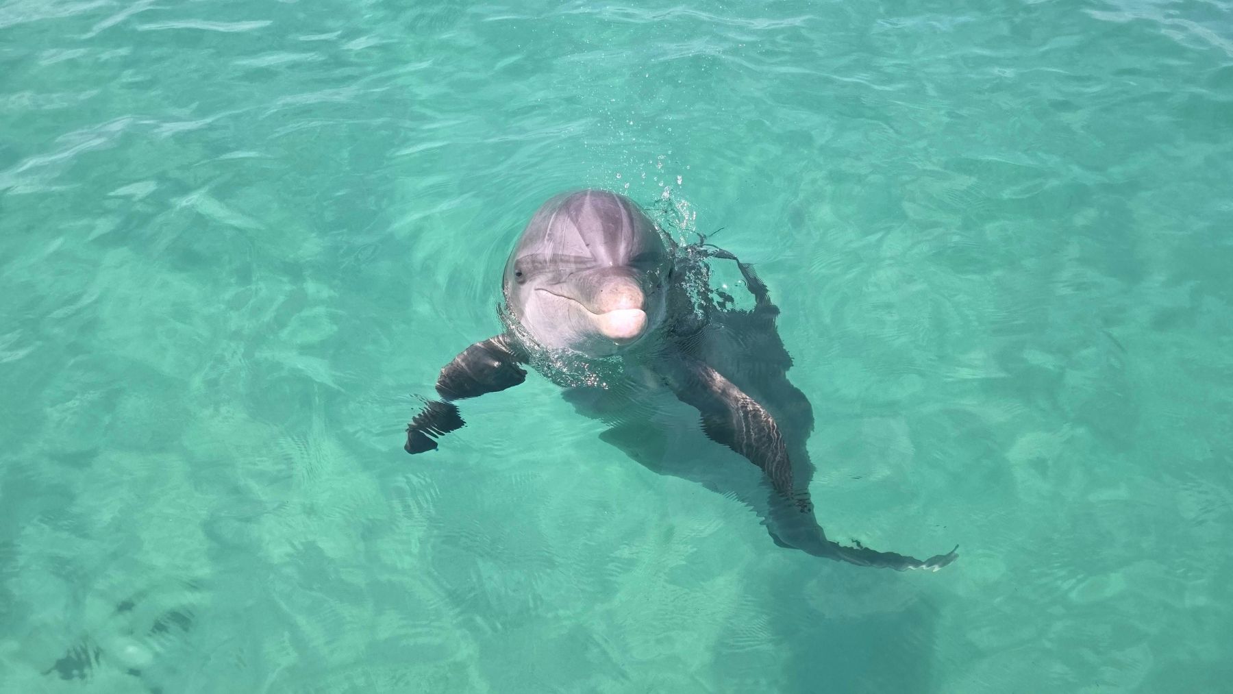 Delfín Mimmo nadando en la laguna de Venecia entre barcos en el Bacino de San Marcos.