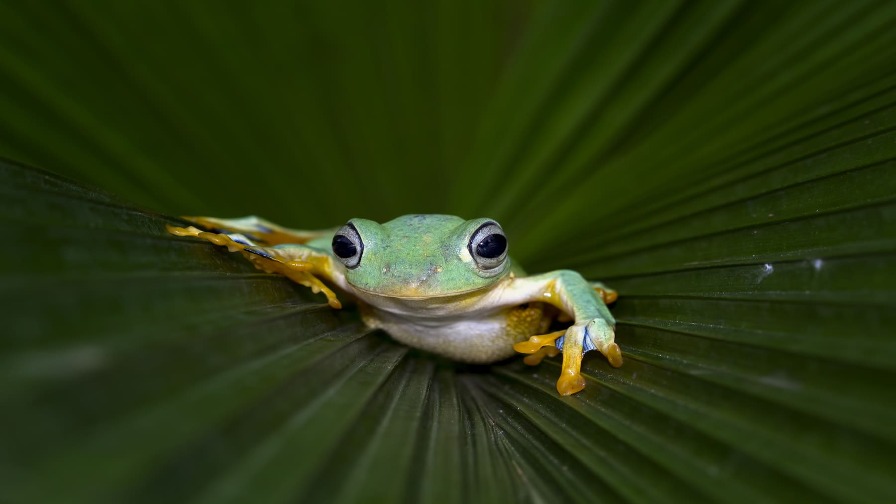 Día Mundial de la Rana 2026