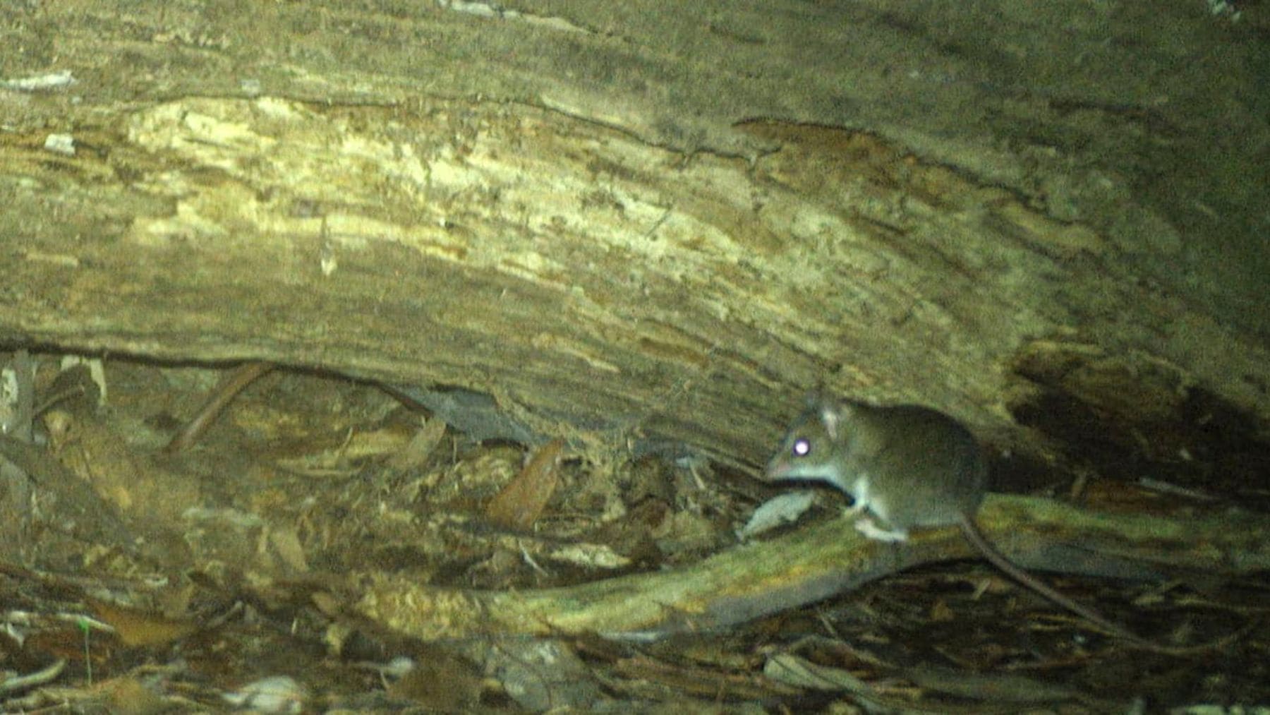 Dunnart de patas blancas captado por cámara trampa en Truwana Tasmania durante estudio científico.
