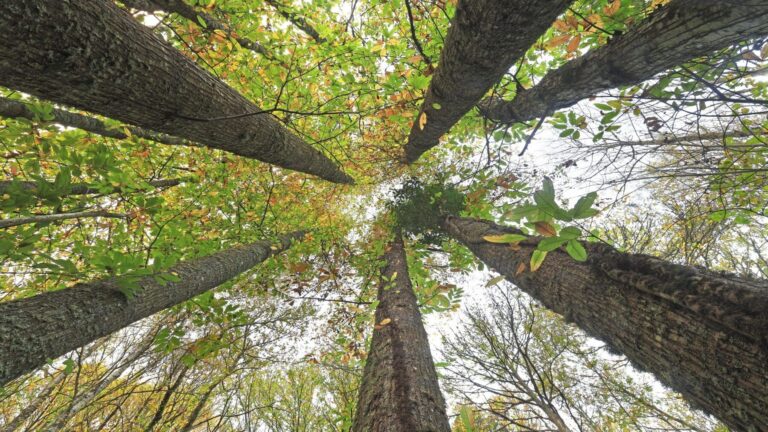 Castilla y León refuerza la bioeconomía forestal con Cesefor en proyectos de innovación