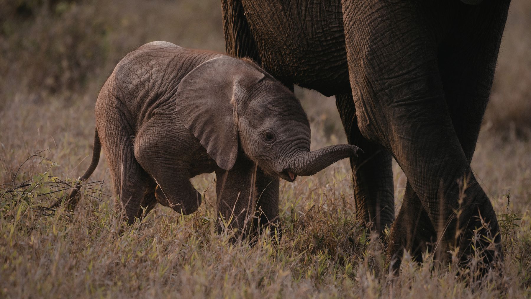 Cría de elefante caminando junto a un adulto mientras aprende comportamientos de supervivencia dentro de la manada.