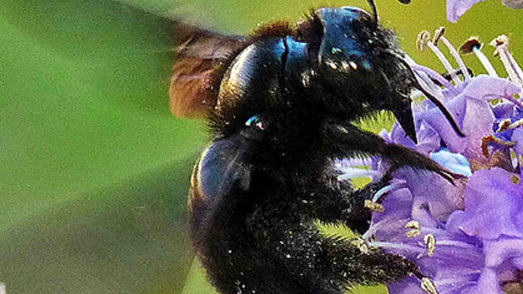 Abeja carpintera púrpura sobre flor violeta con alas brillantes en Europa.