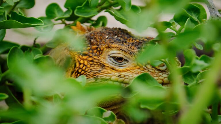 Día Mundial de la Vida Silvestre 2026 biodiversidad