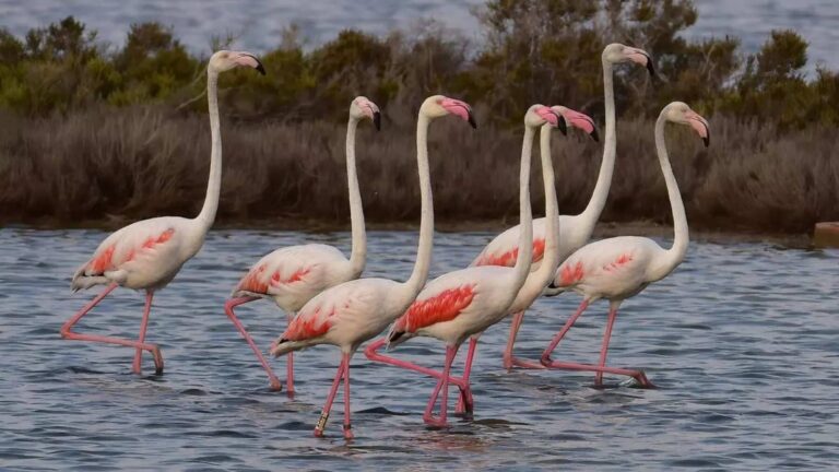 Aves acuáticas en Baleares durante el censo de invierno