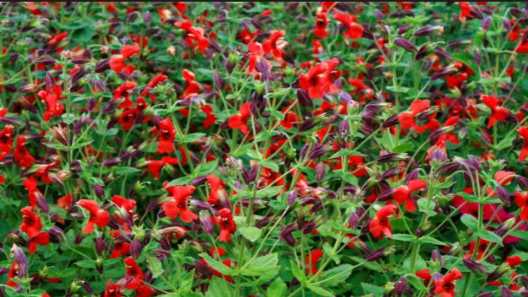 Flor sobrevive a sequía extrema gracias a evolución genética