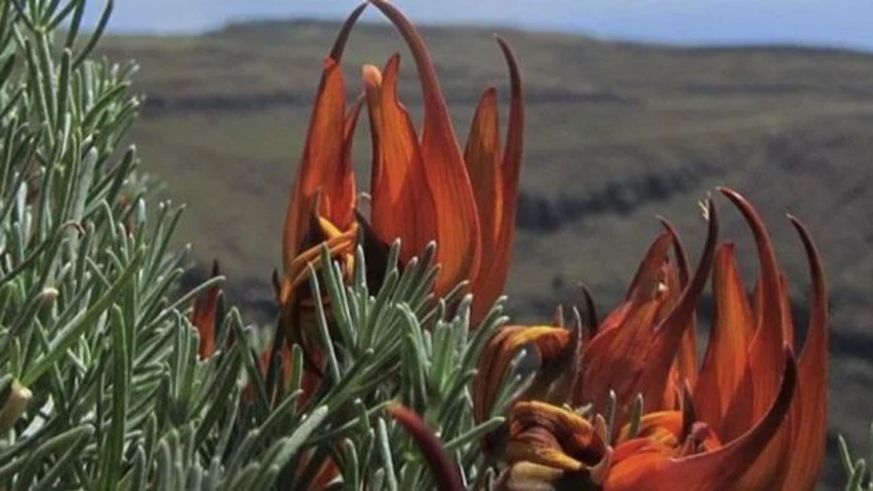Canarias aprueba planes para salvar flora en peligro de extinción en islas