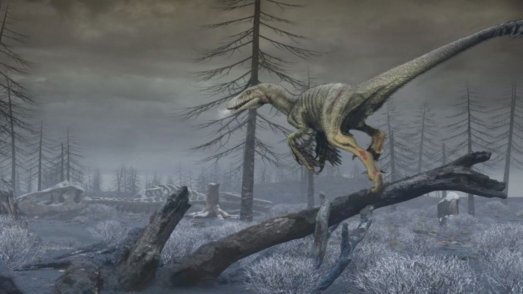 Diminutos dientes fósiles de Purgatorius, el primate más antiguo tras la extinción de los dinosaurios