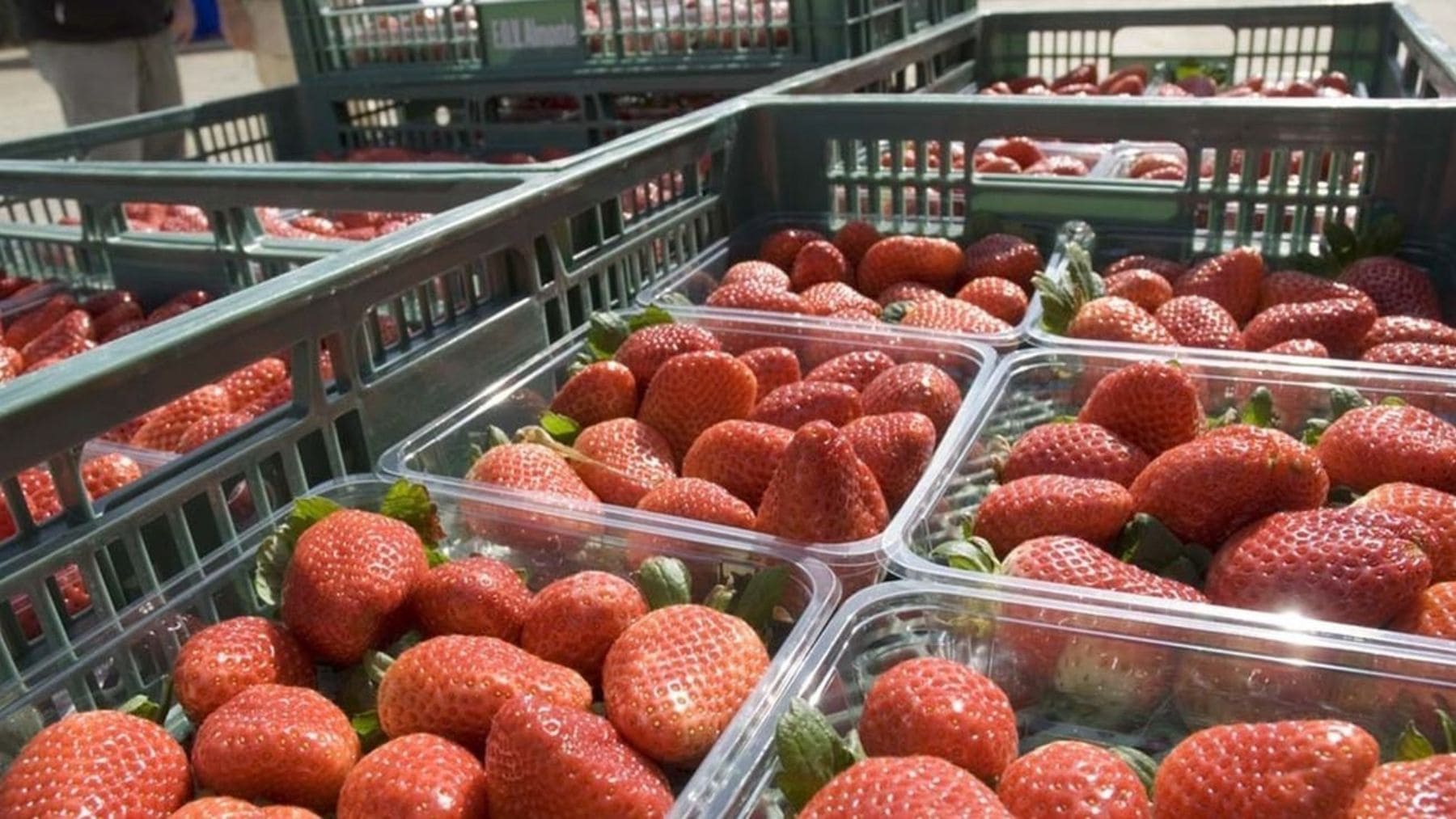 Fresas en supermercado retiradas en Francia por superar los límites de pesticidas permitidos.