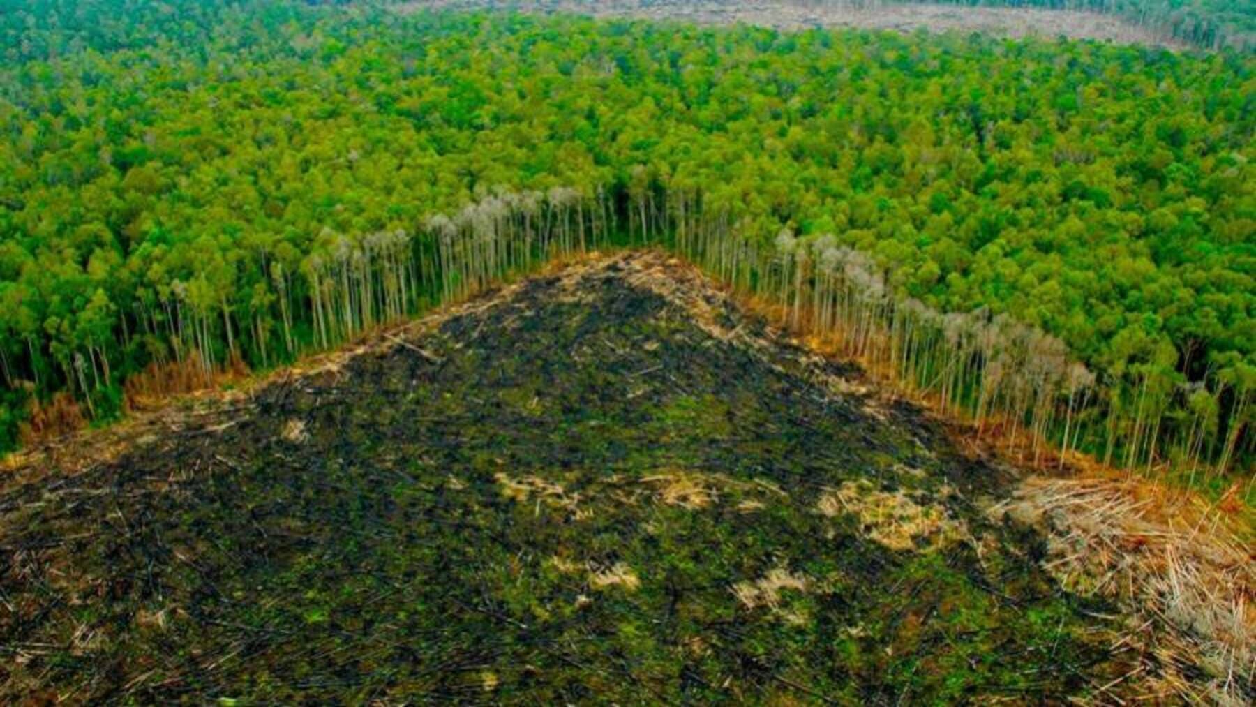 ganado en zona deforestada amazonia impacto cuero ganaderia