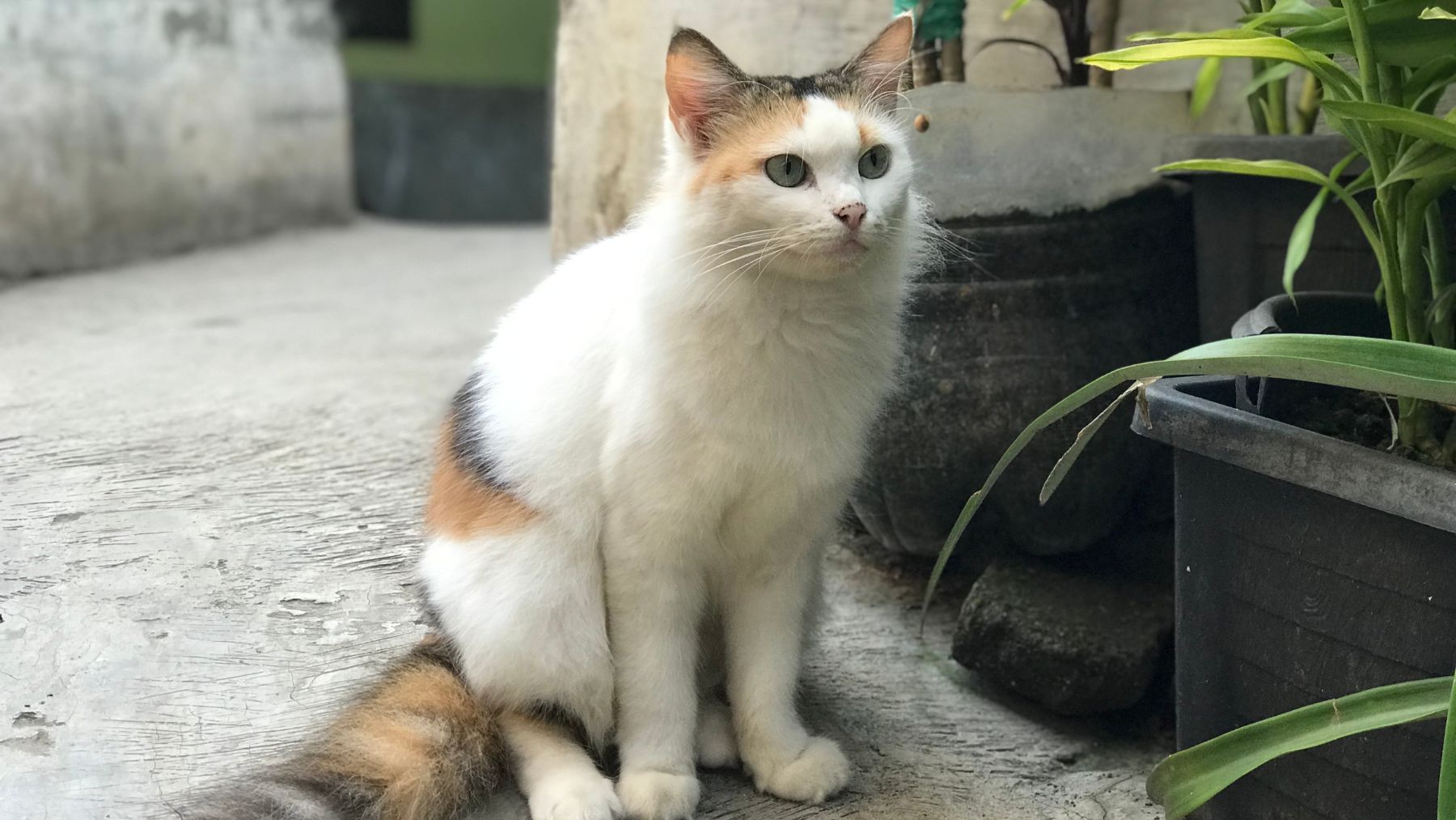 Gato doméstico sentado que ilustra el reflejo de enderezamiento que permite a los gatos caer siempre de pie.