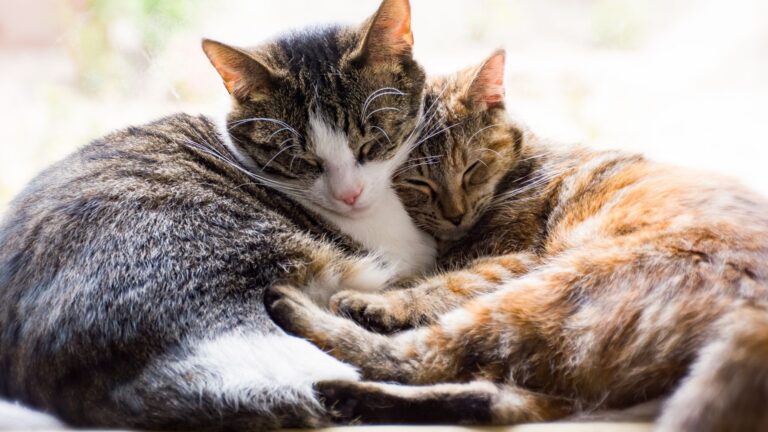 Dos gatos juntos con pelaje naranja y patrón carey, ejemplo de la mutación genética ligada al cromosoma X.
