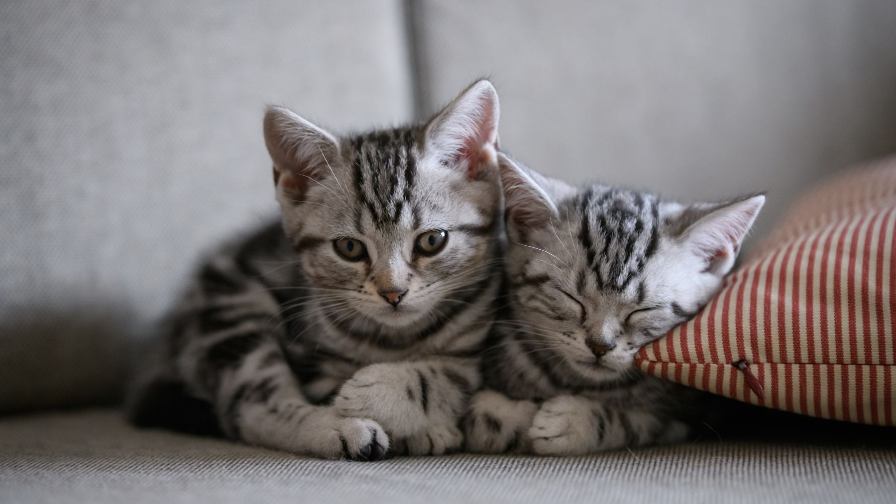 Gatos domésticos descansando en el sofá dentro de casa, ejemplo de gatos de interior expuestos a plásticos y bisfenol A.