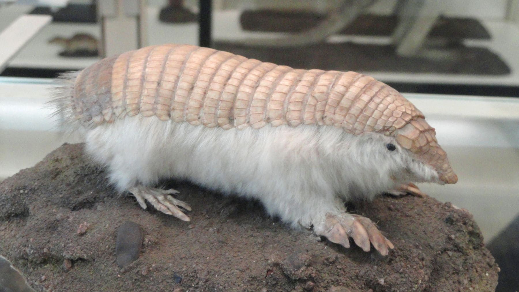 Pichiciego menor o hada rosa (Chlamyphorus truncatus), el armadillo más pequeño del mundo, registrado en Mendoza