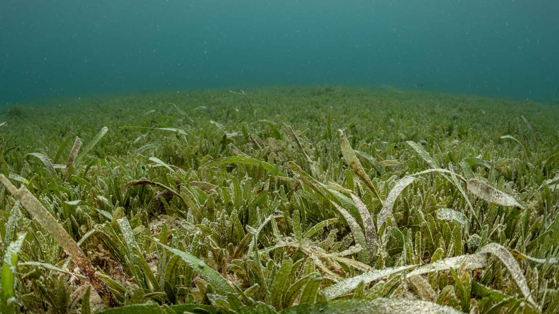 Pradera submarina de Halophila stipulacea, planta marina invasora detectada por primera vez en Baleares