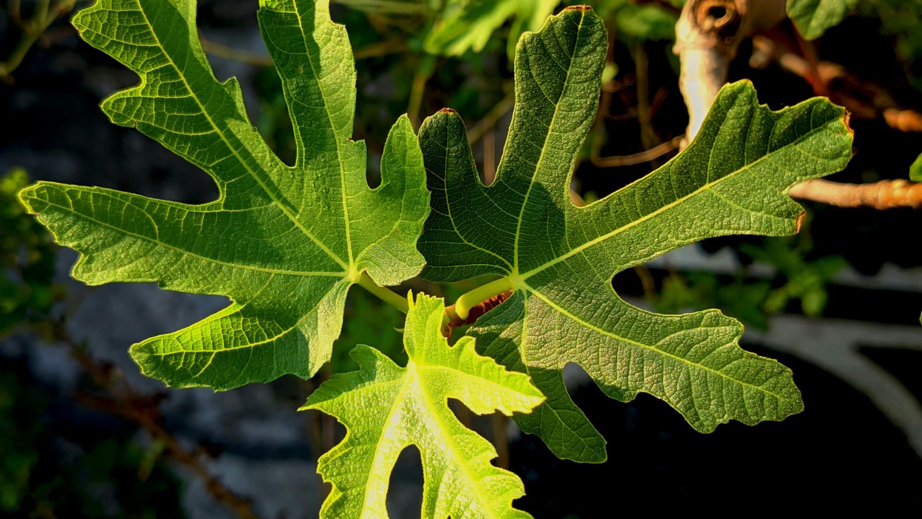 Hojas de higuera en jardín que pueden servir de refugio para serpientes en primavera.