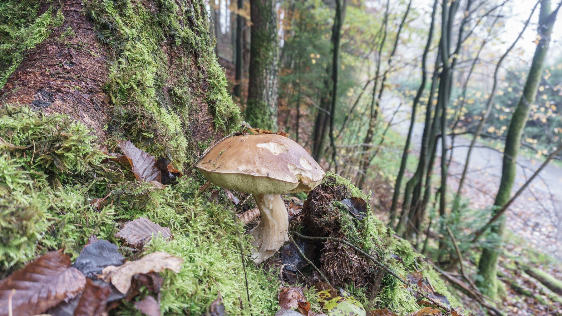 Hongo del suelo capaz de congelar agua y actuar como nucleador de hielo en estudio científico.