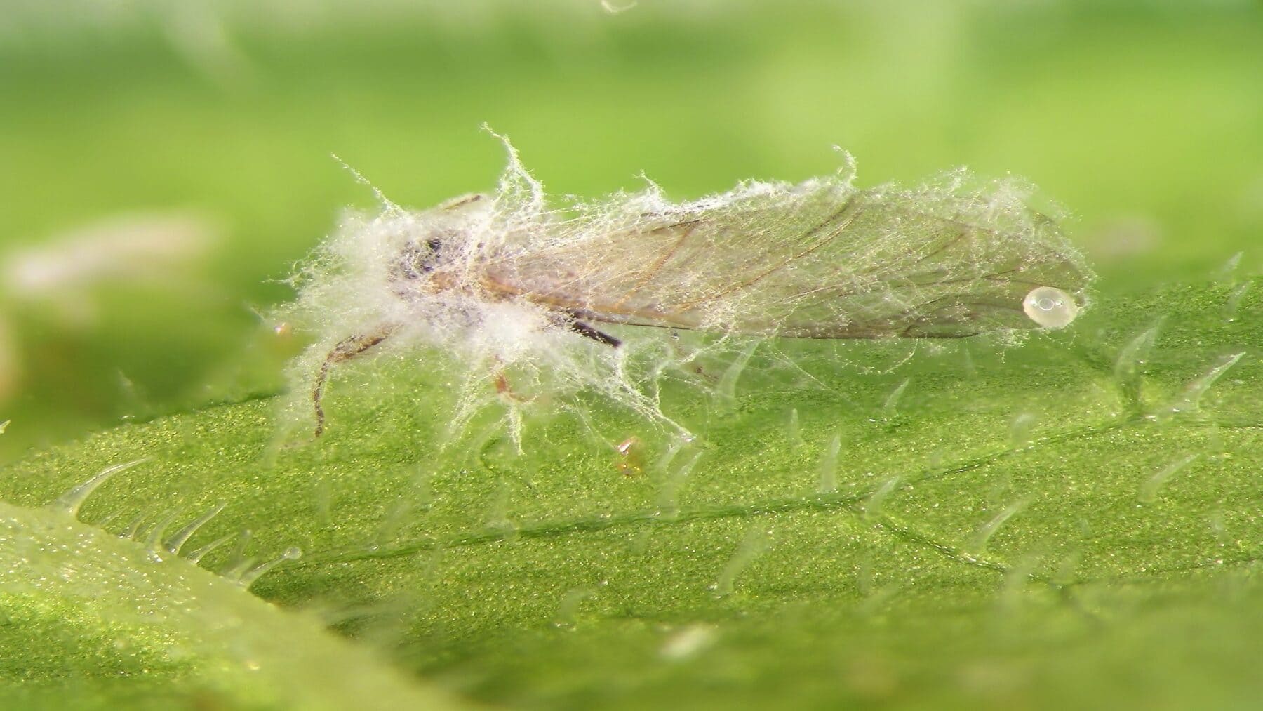 Descubren virus que convierte hongo en arma contra plagas agrícolas