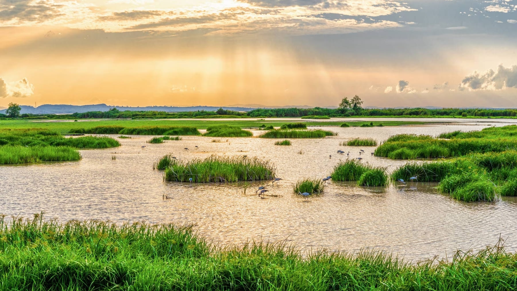 Humedal natural restaurado dentro del proyecto LIFE HumedalES en España