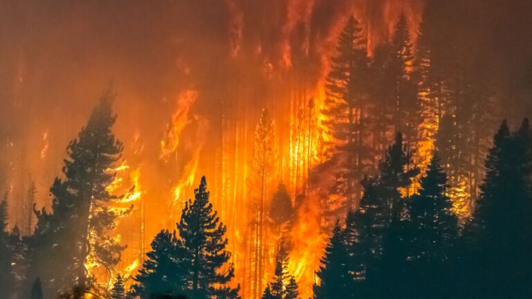 Incendio forestal arrasa un bosque en Europa durante una ola de calor y sequía vinculada al cambio climático